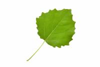 Peuplier tremble - feuille (Populus tremula) 